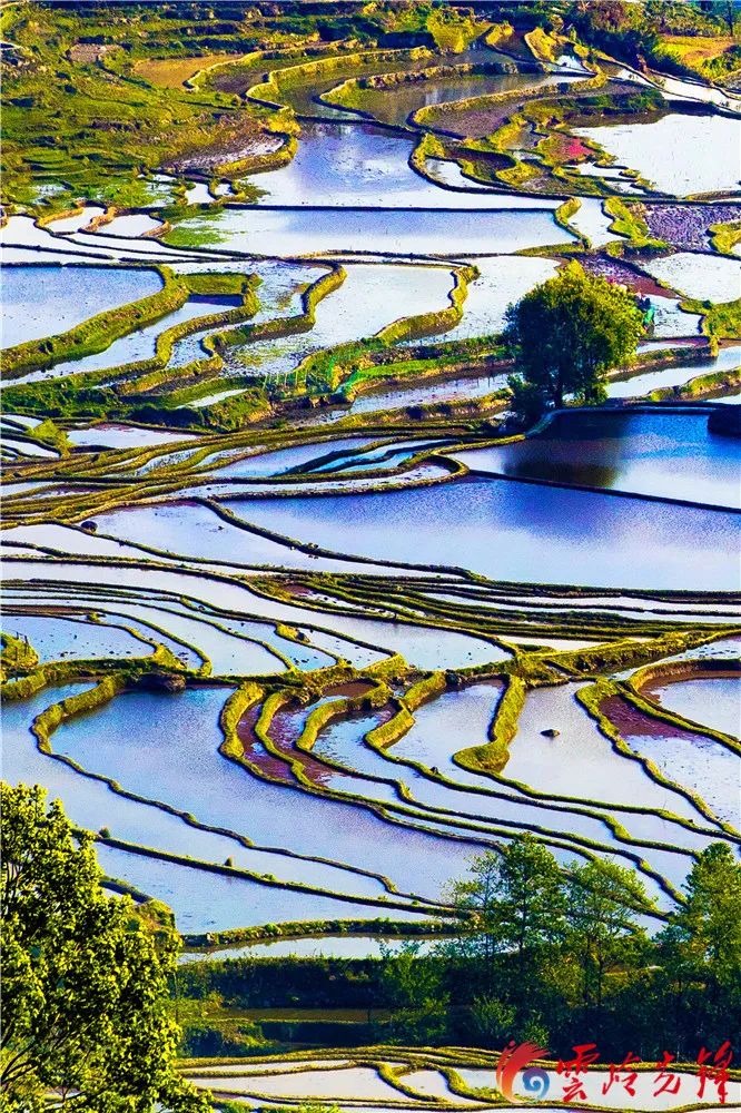春城晚报