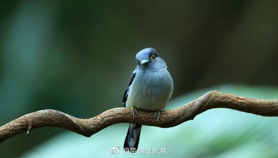 昆明信息港