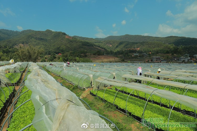 景谷镇抢抓节令移栽烤烟