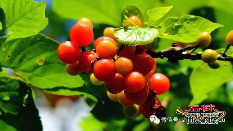 石林旅游网