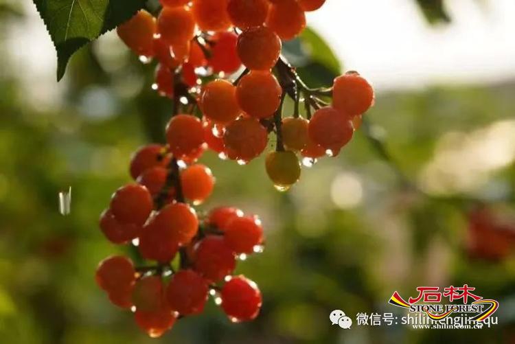 石林旅游网