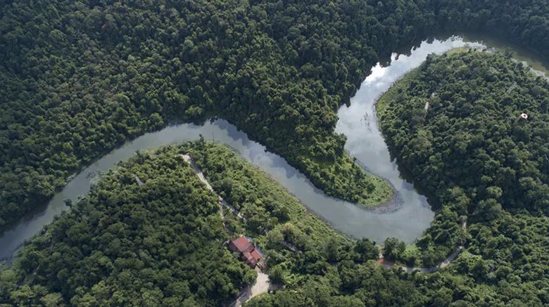 西双版纳望天树景区