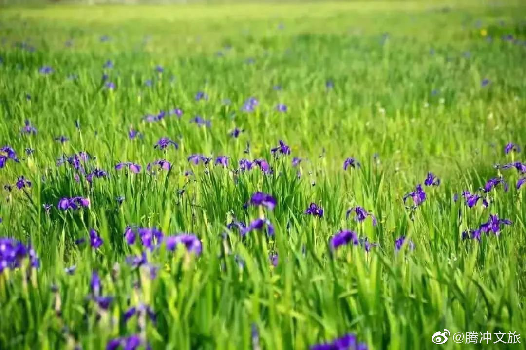腾冲文旅微博