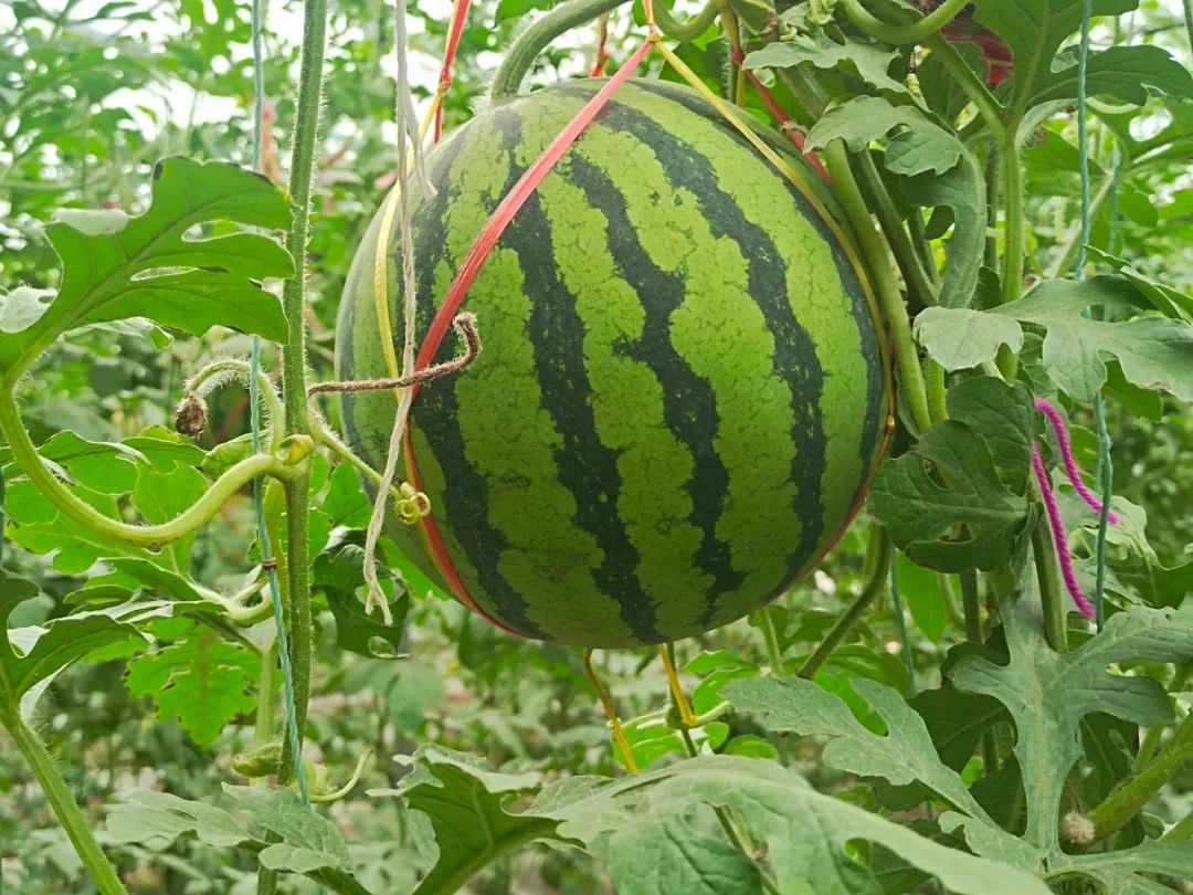 东川发布(微信)