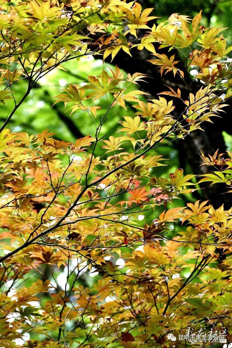 昆明市黑龙潭公园