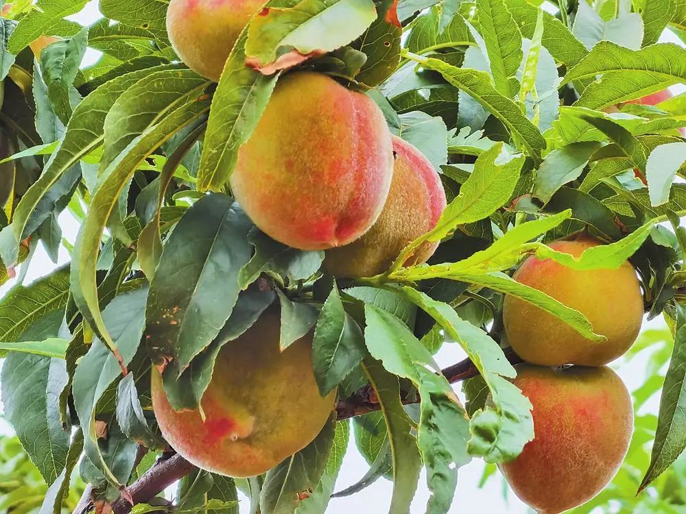 昆明市农业农村局