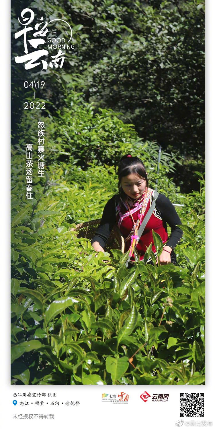 把碧罗雪山海拔2200米的云雾锁入一盏春茶