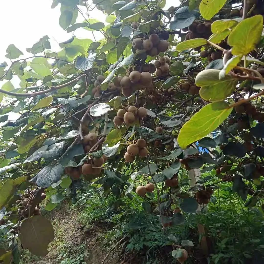 珠源先锋