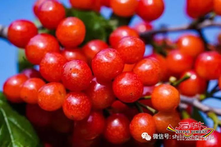 石林旅游网