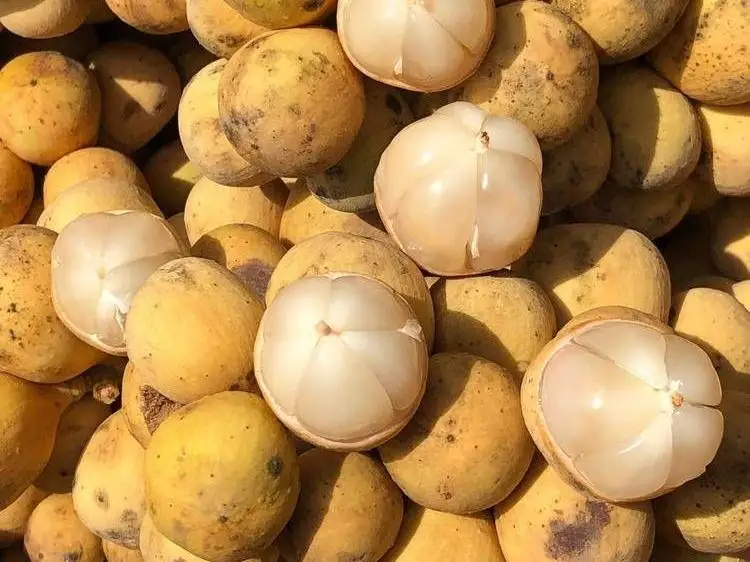 西双版纳望天树景区