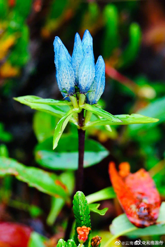 “云南发布”微博