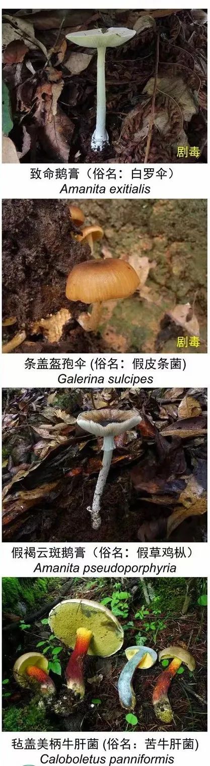 掌上春城微信公众号