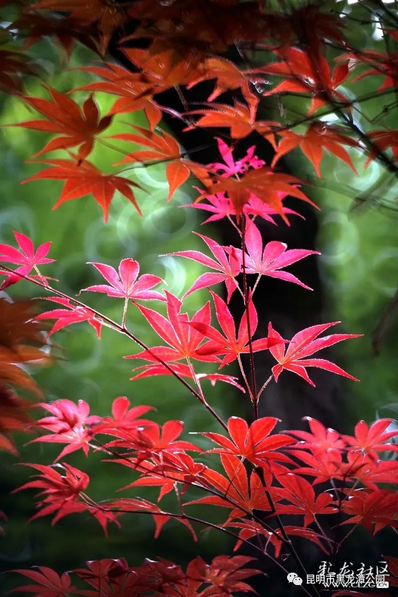 昆明市黑龙潭公园