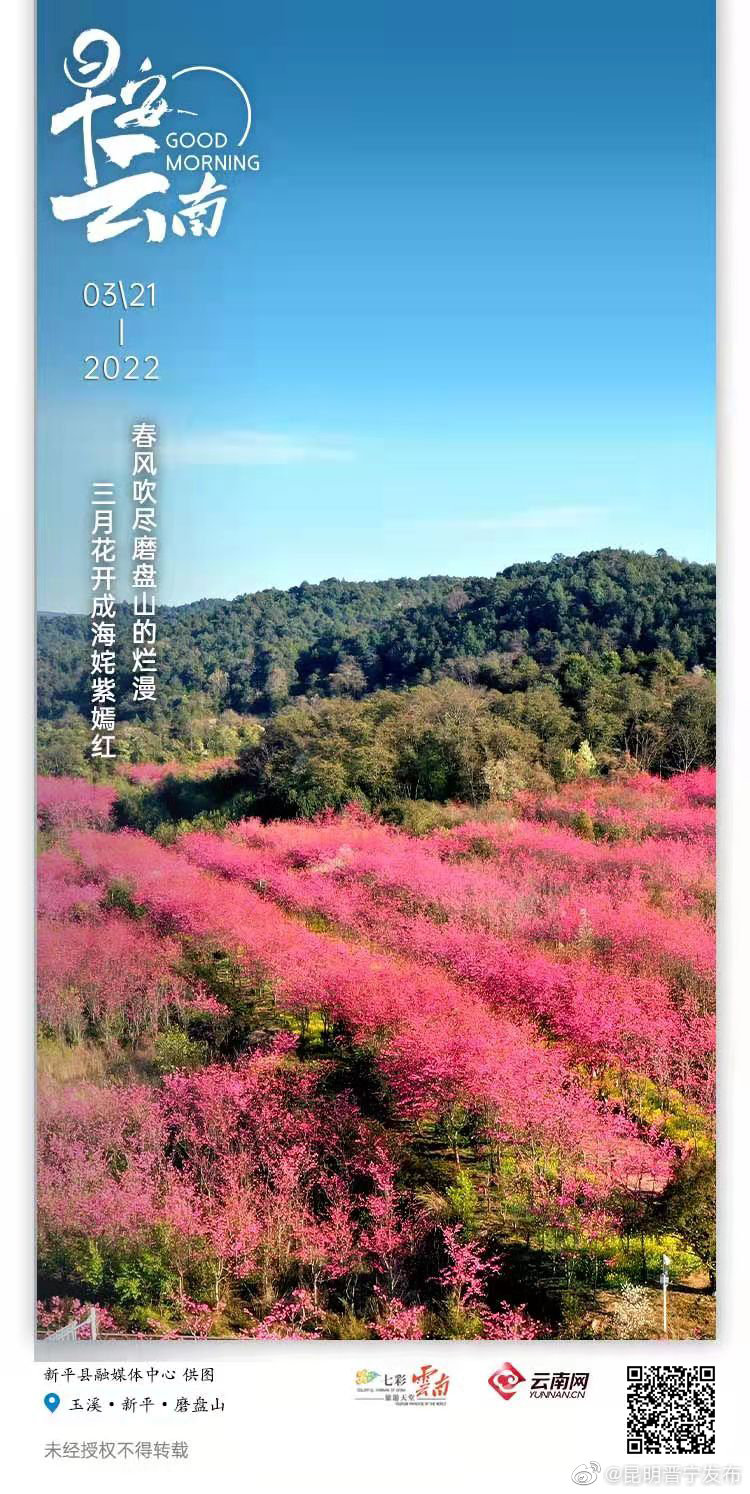 山花烂漫春意浓 赴新平磨盘山赏一场花的盛宴