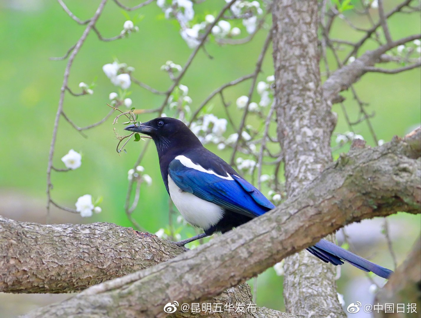 “昆明五华发布”微博