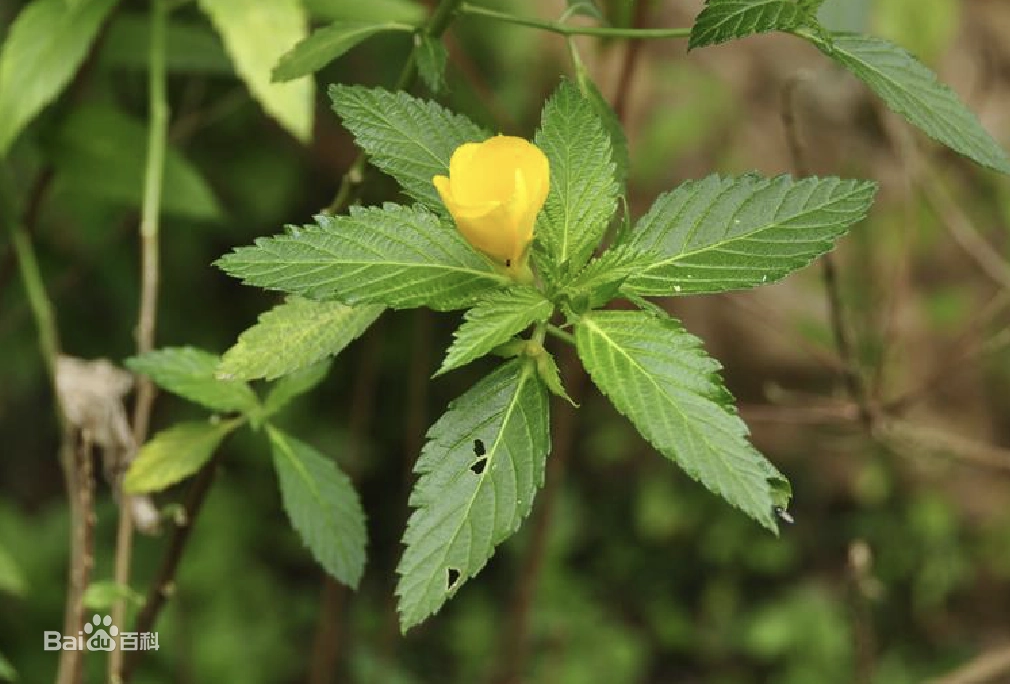 西双版纳望天树景区