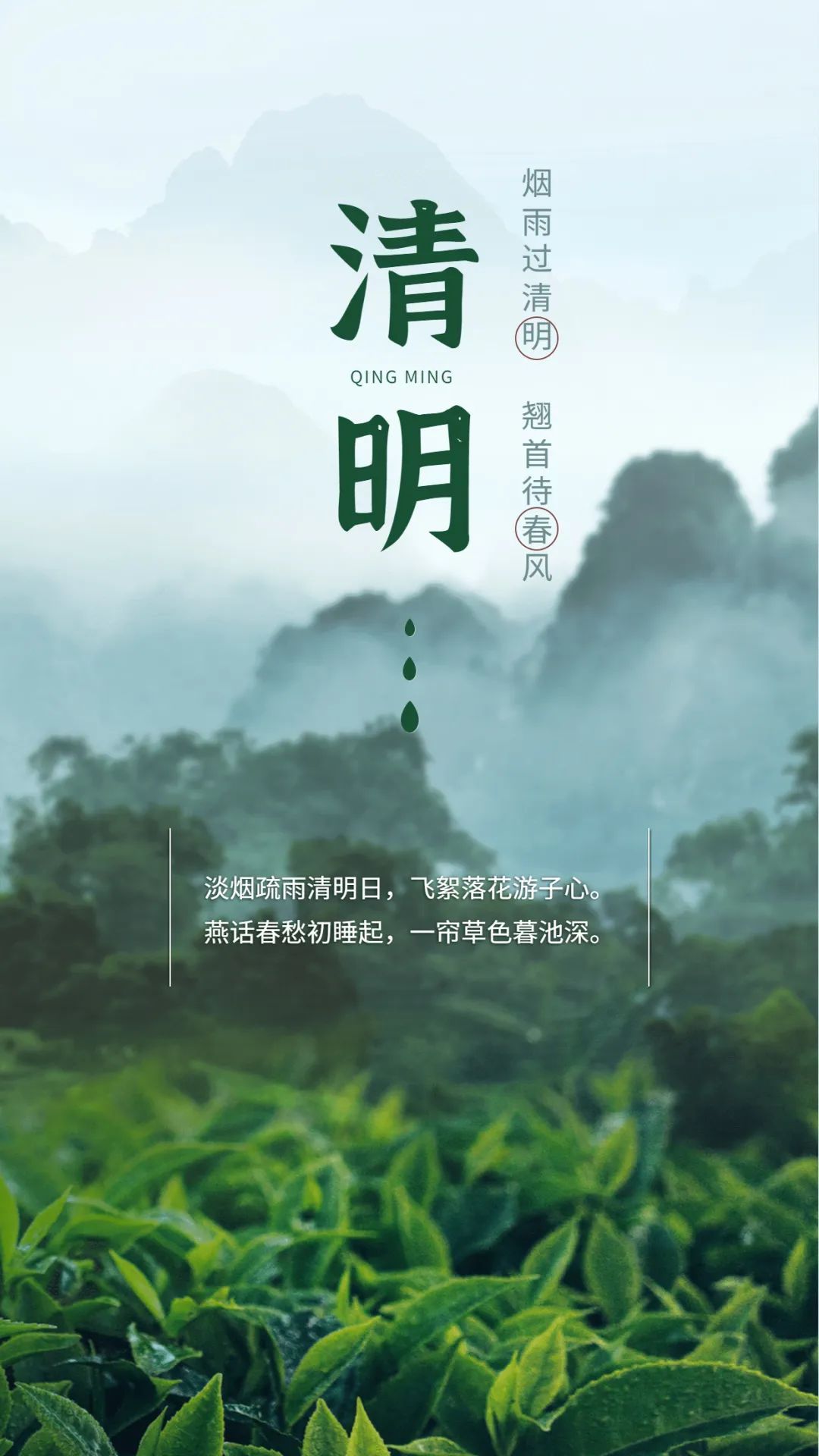 西双版纳望天树景区