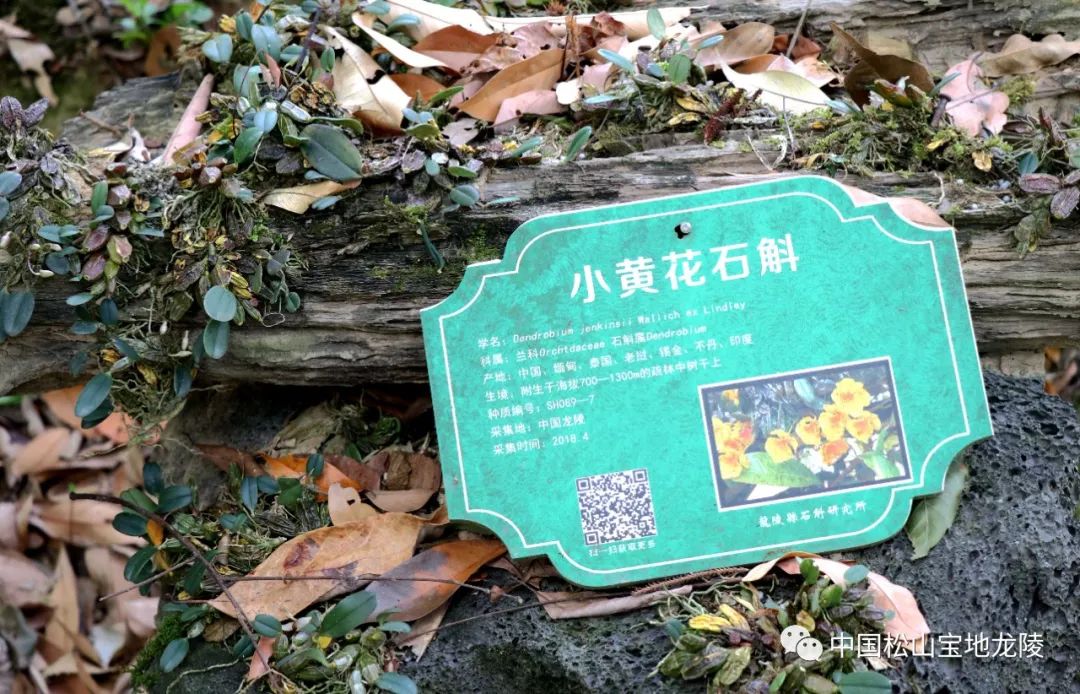 保山新闻网