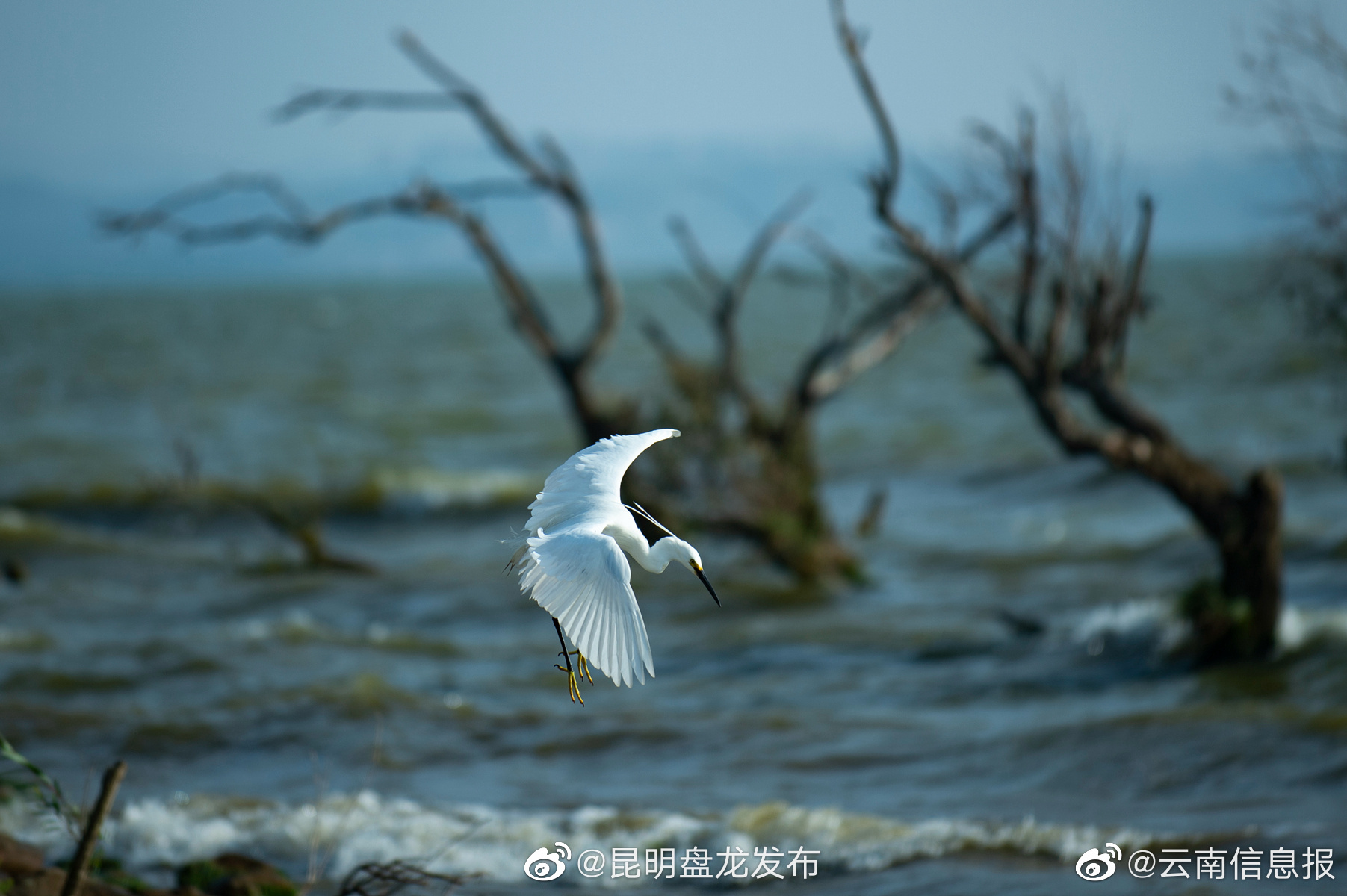 昆明盘龙发布