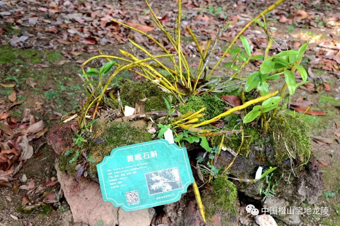 保山新闻网