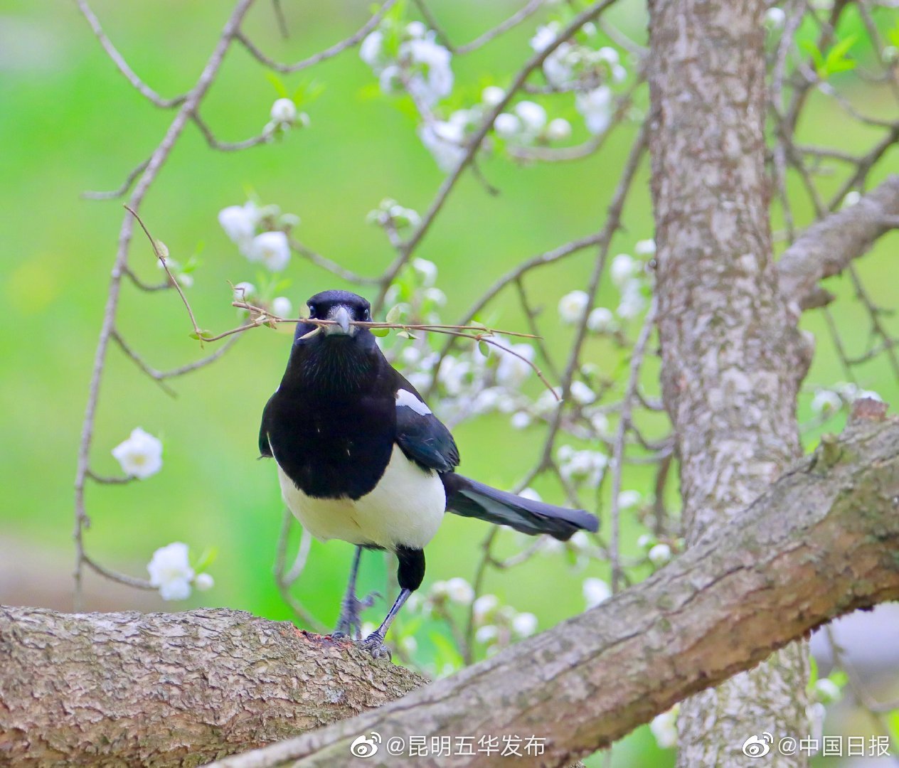 “昆明五华发布”微博