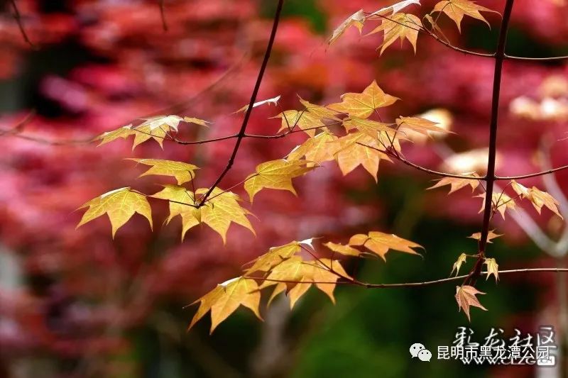 昆明市黑龙潭公园