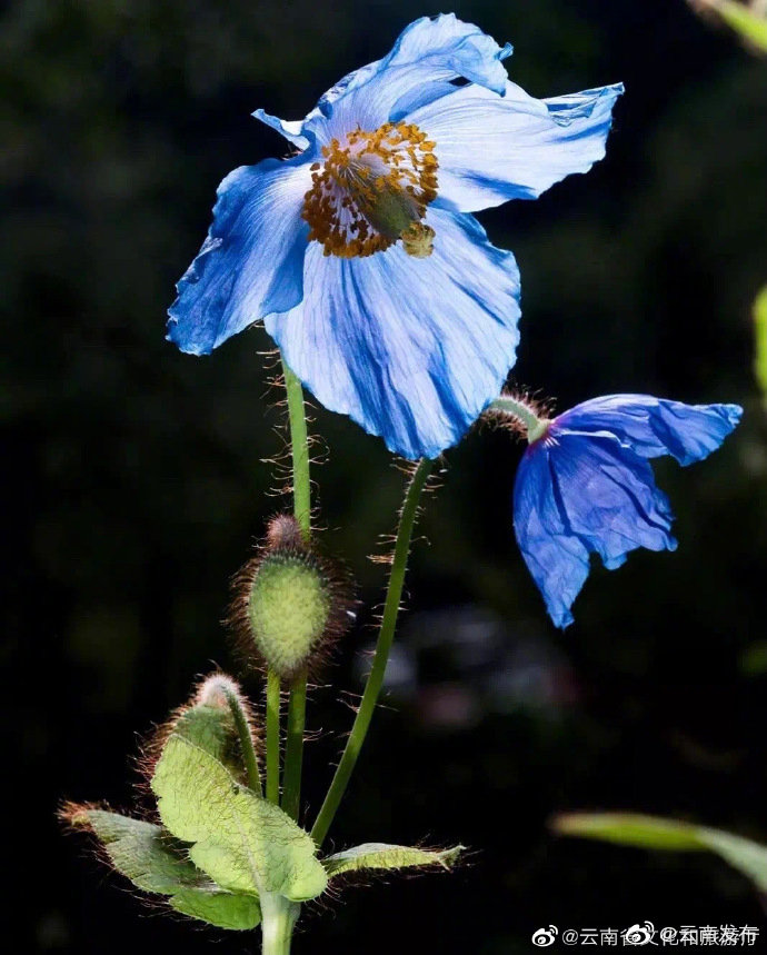 “云南发布”微博