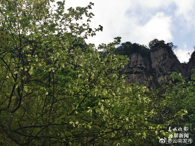 “云南发布”微博