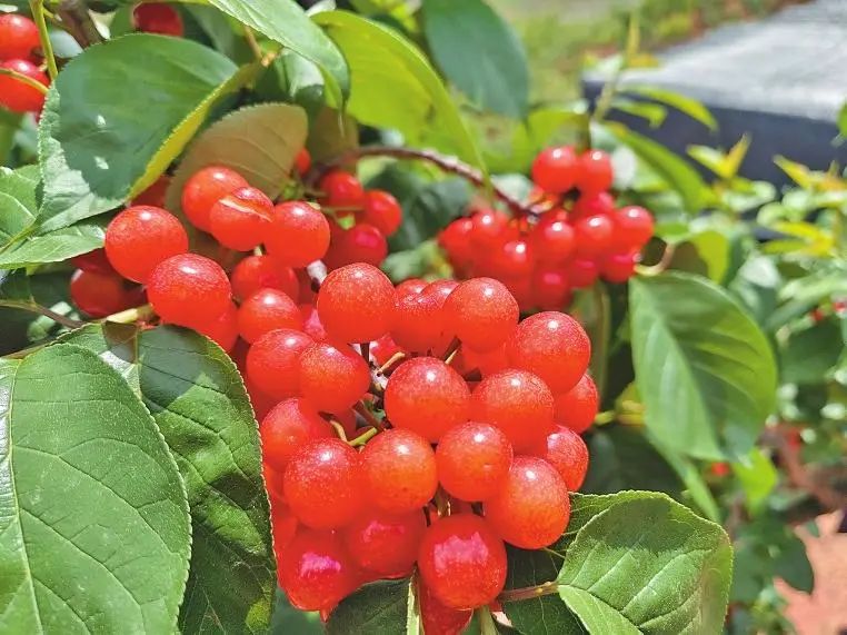 昆明市农业农村局