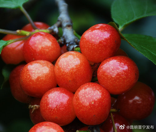 昆明晋宁发布