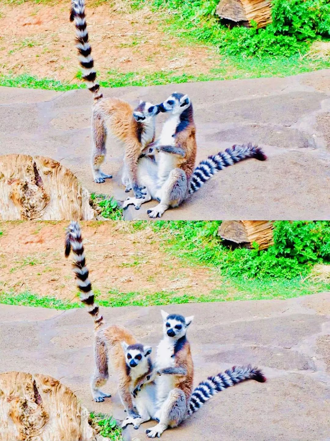 云南野生动物园