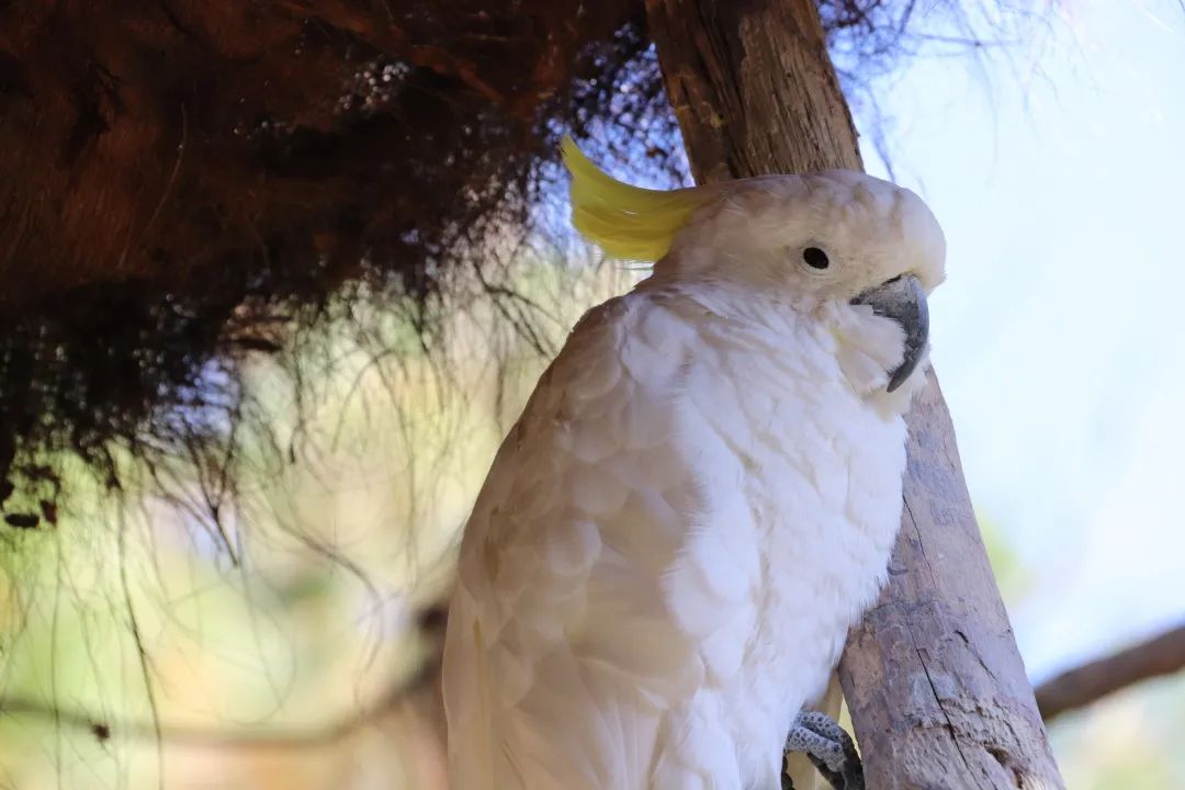 云南野生动物园