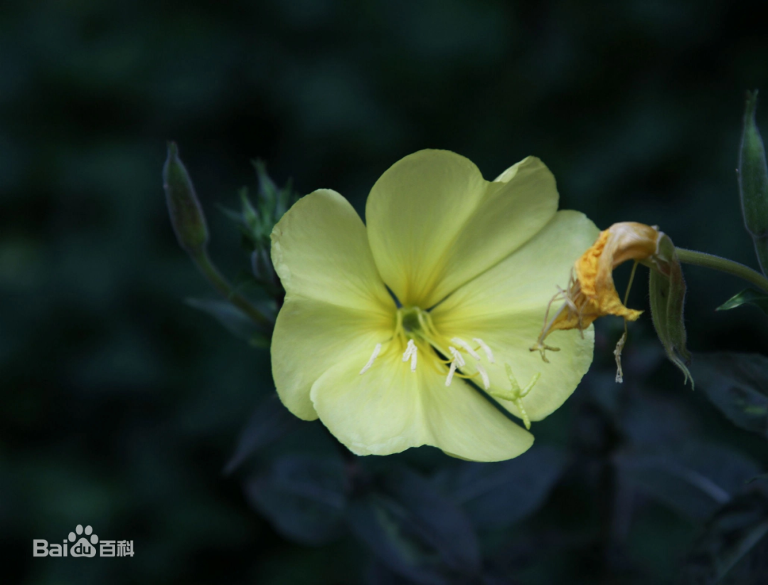 西双版纳望天树景区