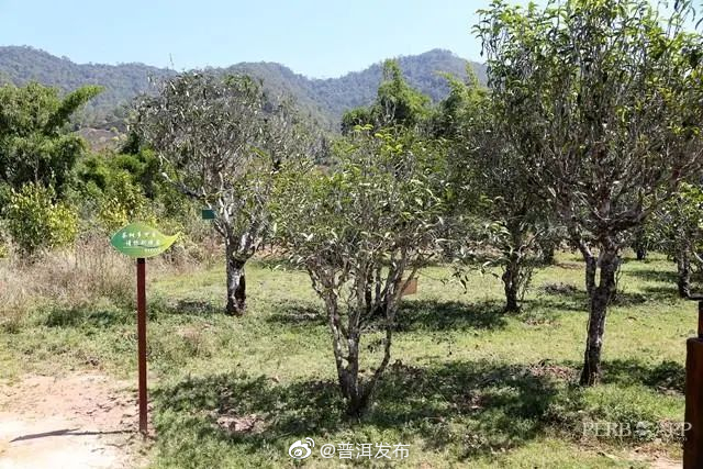 这片叶子前景可期——探寻景谷大白茶的“前世今生”之展望篇