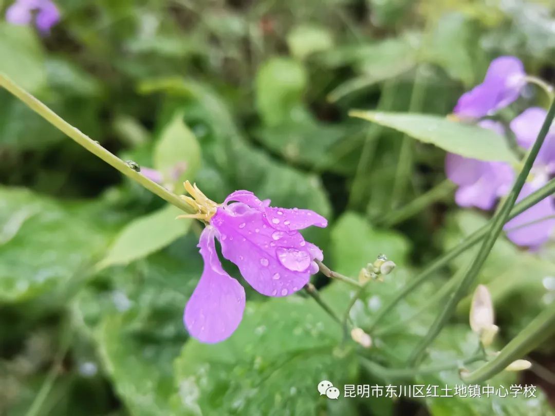 东川教育(微信)