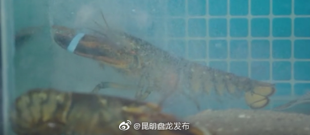 昆明盘龙发布