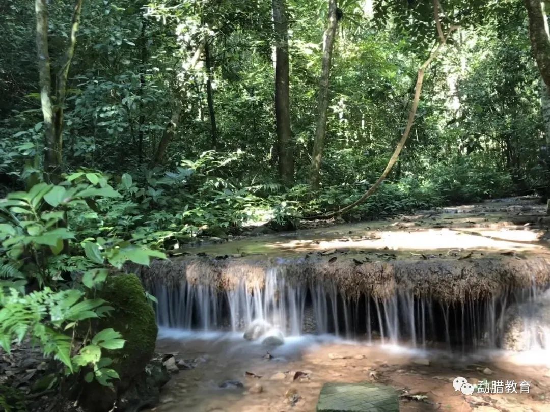 西双版纳望天树景区