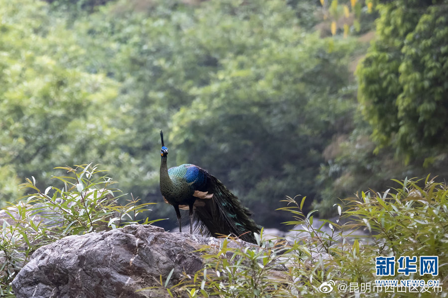 昆明市西山区发布