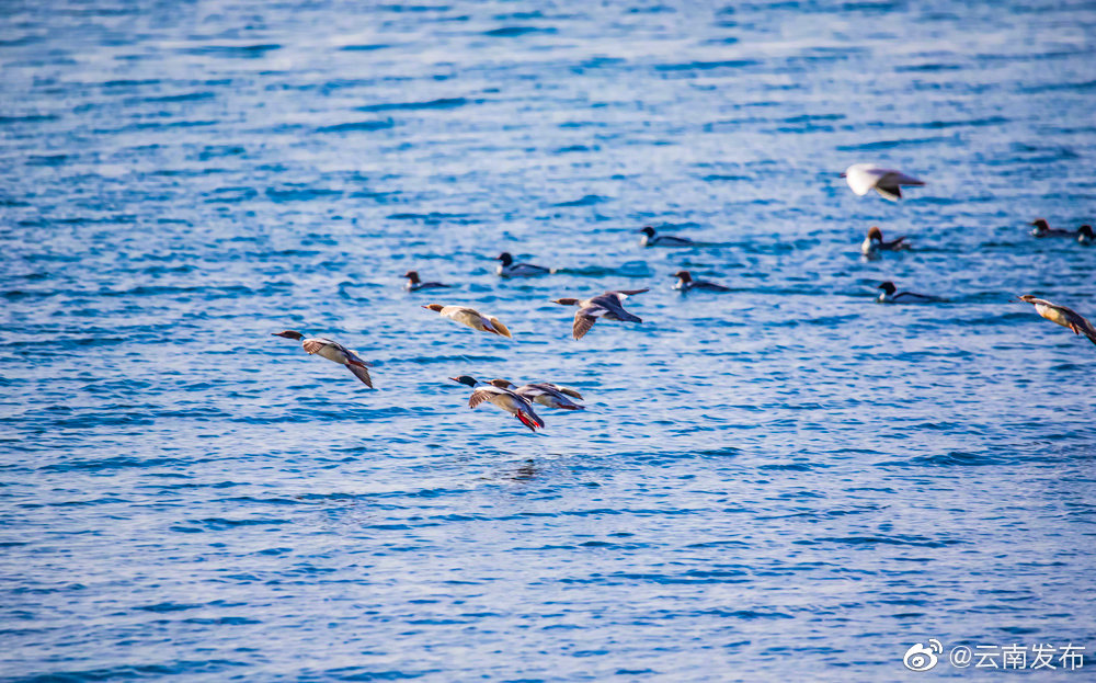 “云南发布”微博