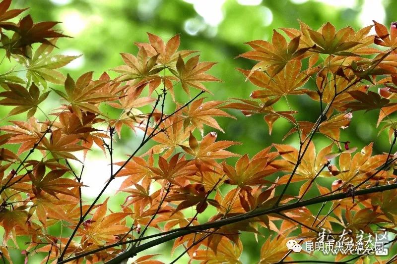 昆明市黑龙潭公园