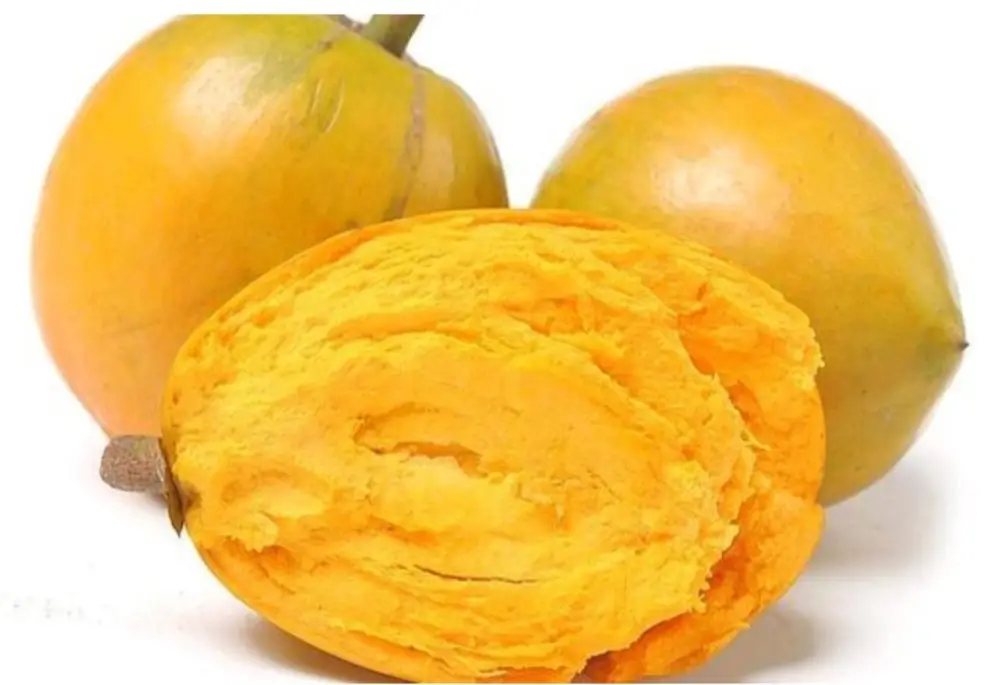 西双版纳望天树景区