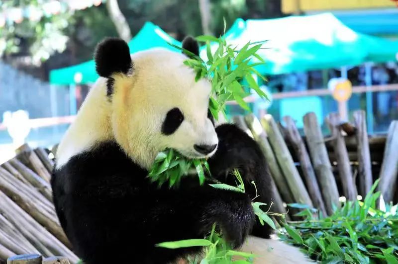 云南野生动物园