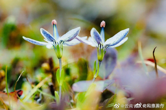 “云南发布”微博