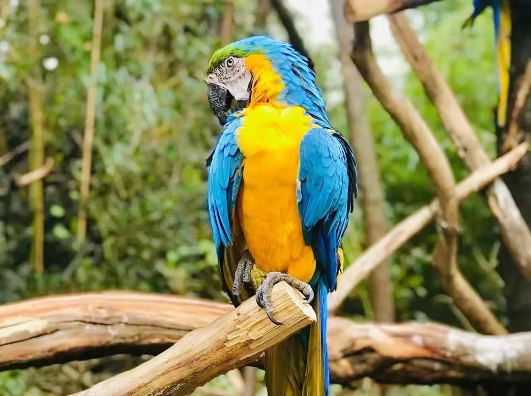 云南野生动物园