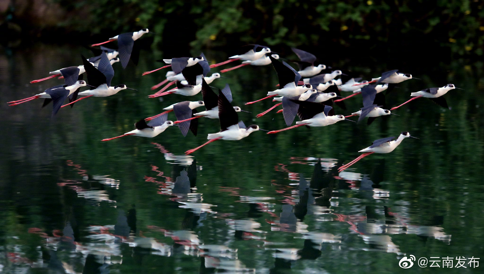 “水鸟模特”黑翅长脚鹬现身滇池水域