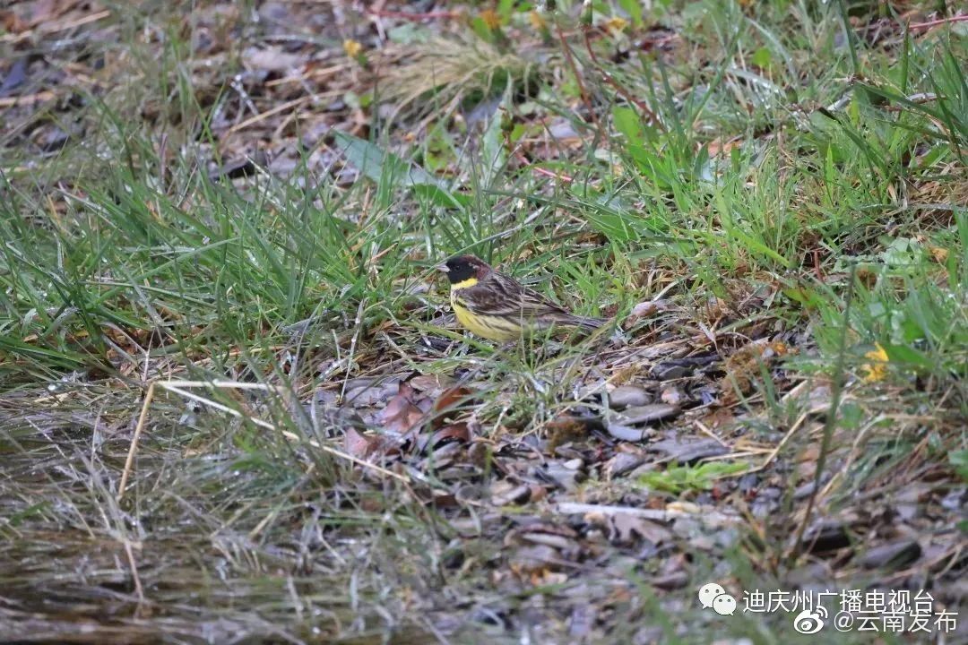 “云南发布”微博