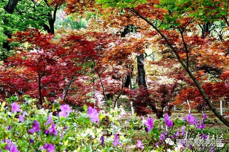 昆明市黑龙潭公园