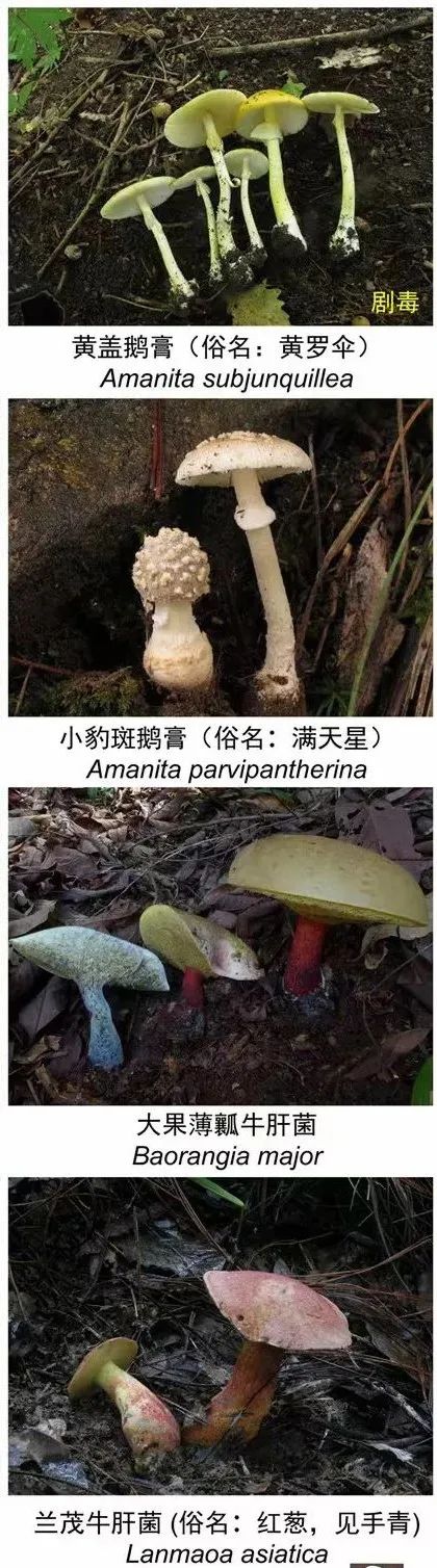 掌上春城微信公众号