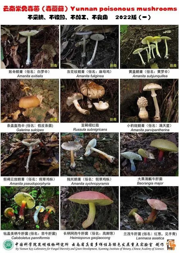 美丽云南微科普