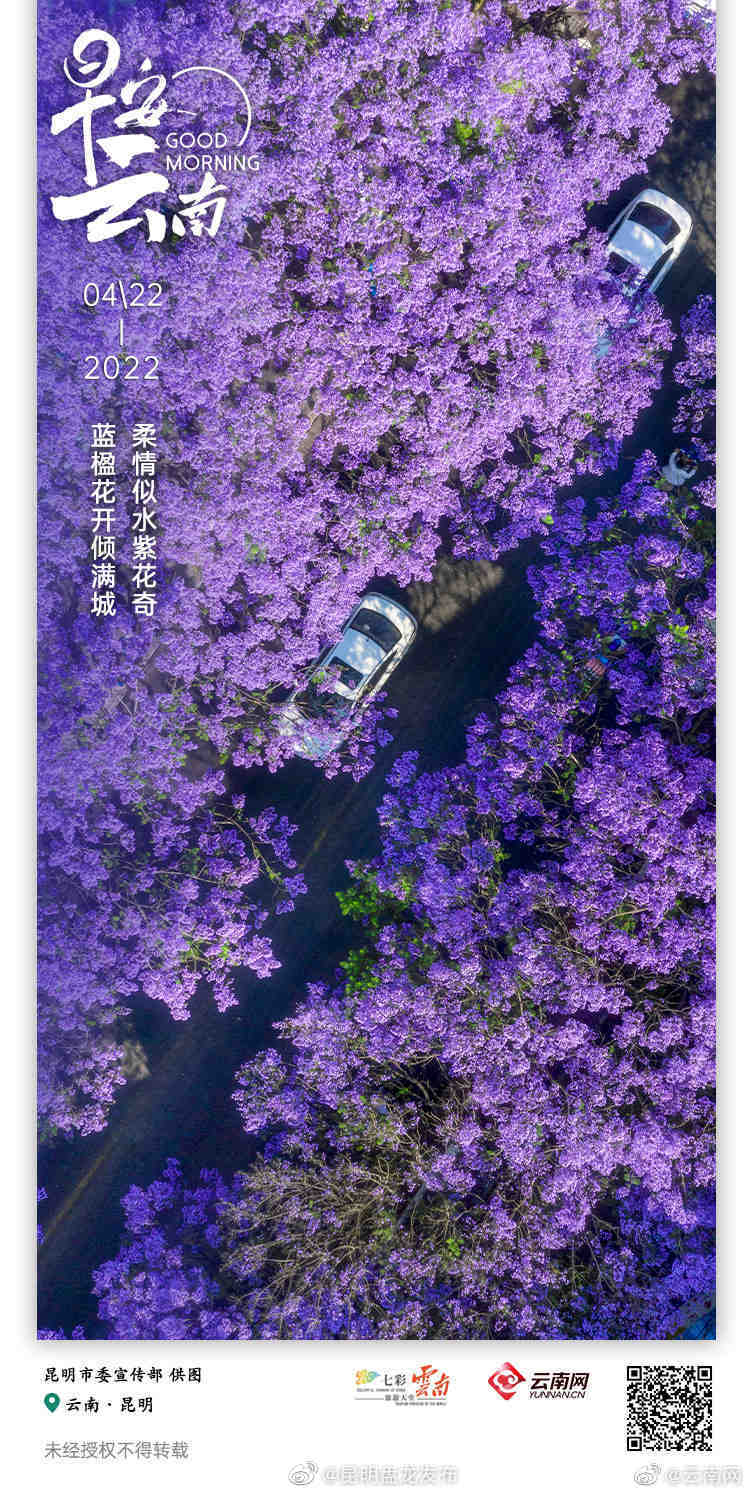 最美人间四月天，蓝花楹妆点了春城的梦